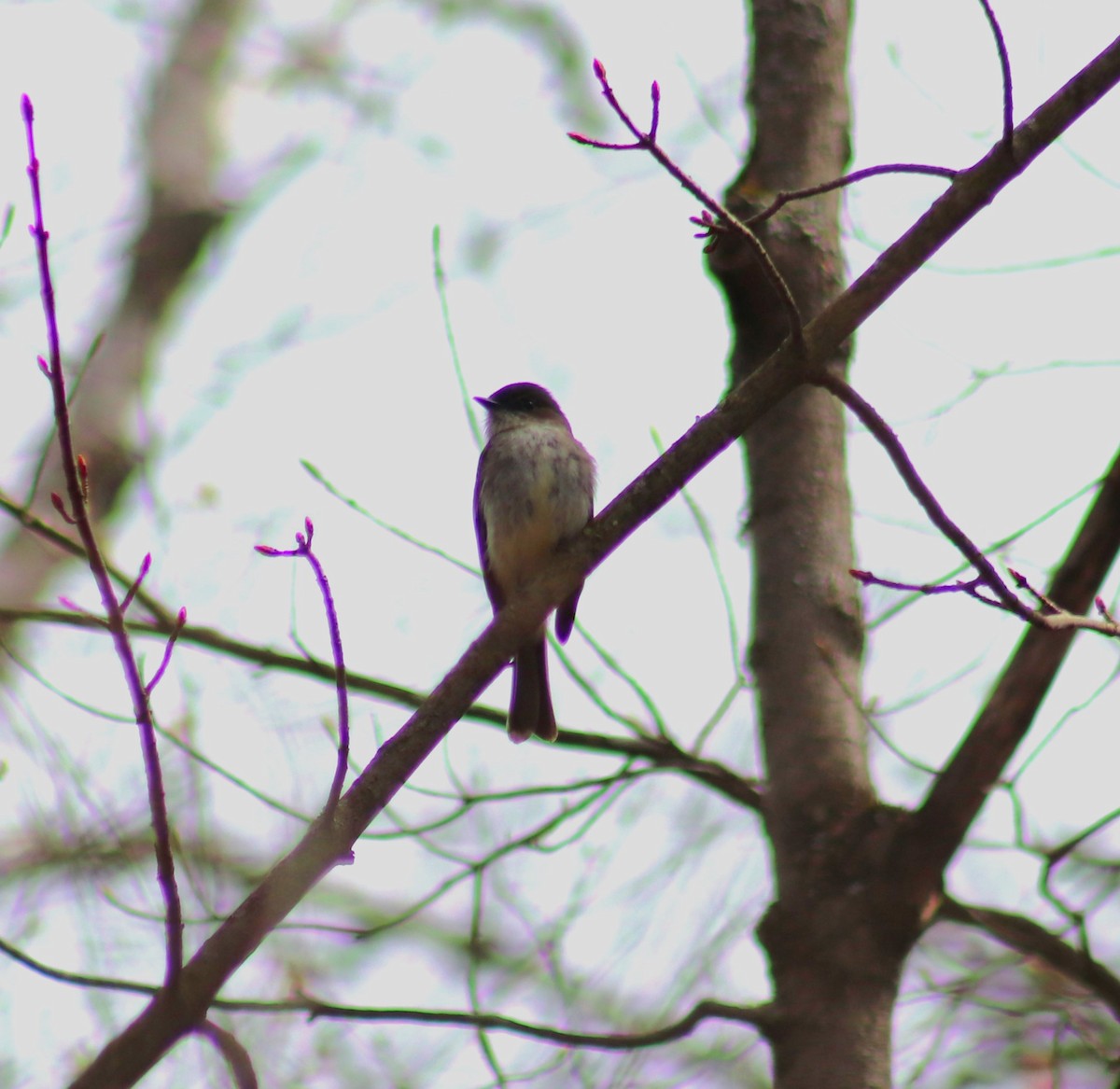 Eastern Phoebe - Cindy Grimes