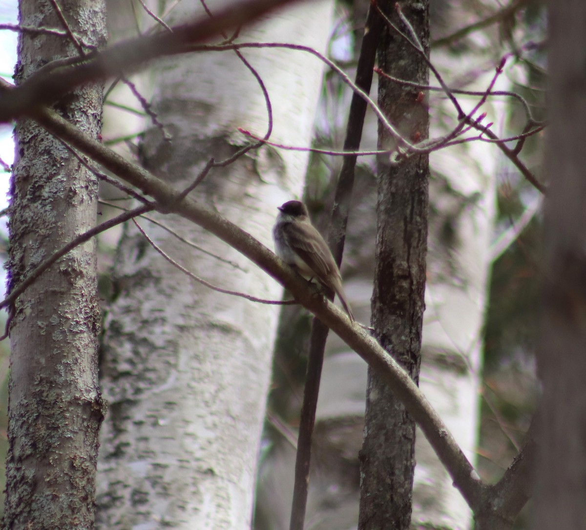 Eastern Phoebe - Cindy Grimes