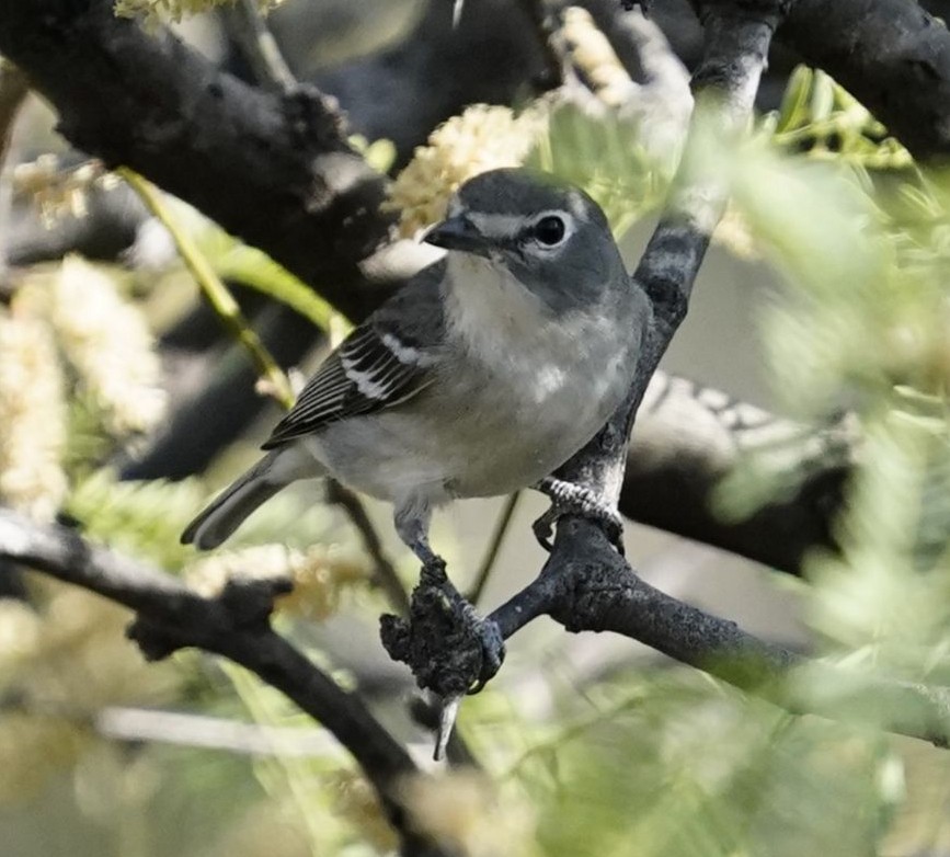 Plumbeous Vireo - Carolyn Ohl, cc