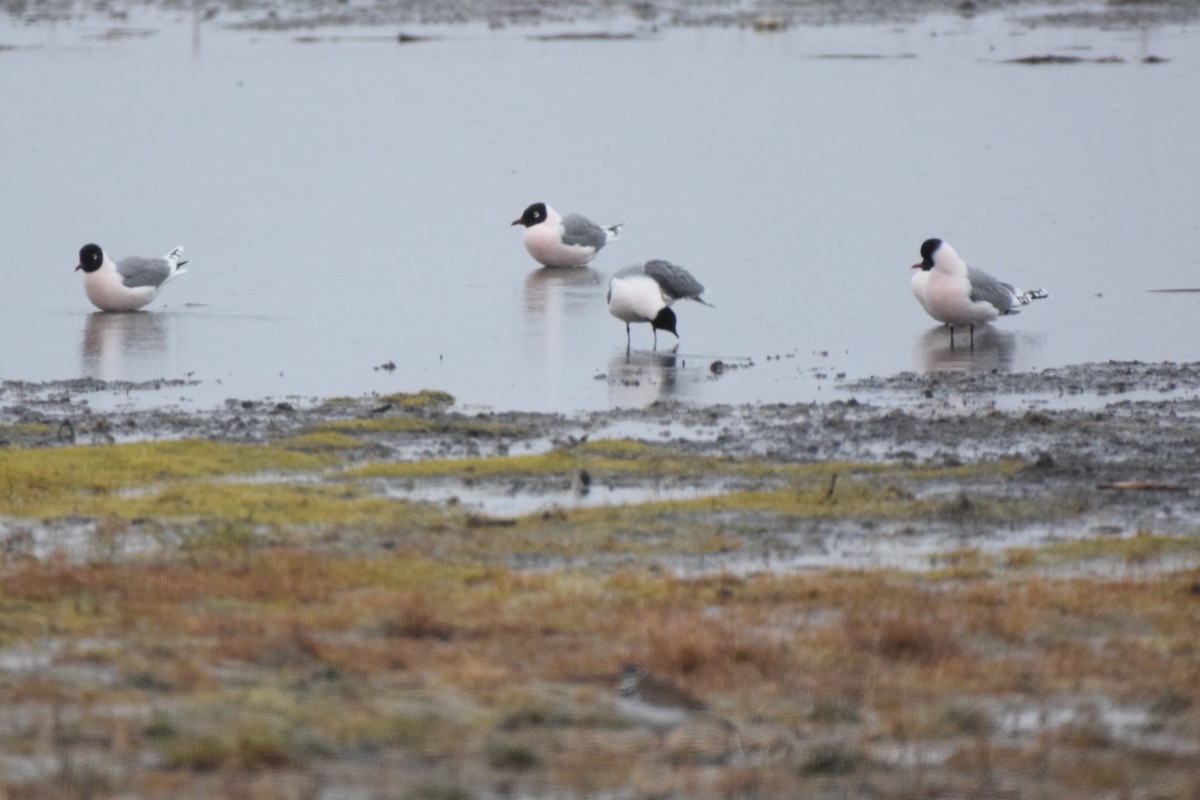 Mouette de Franklin - ML618244637