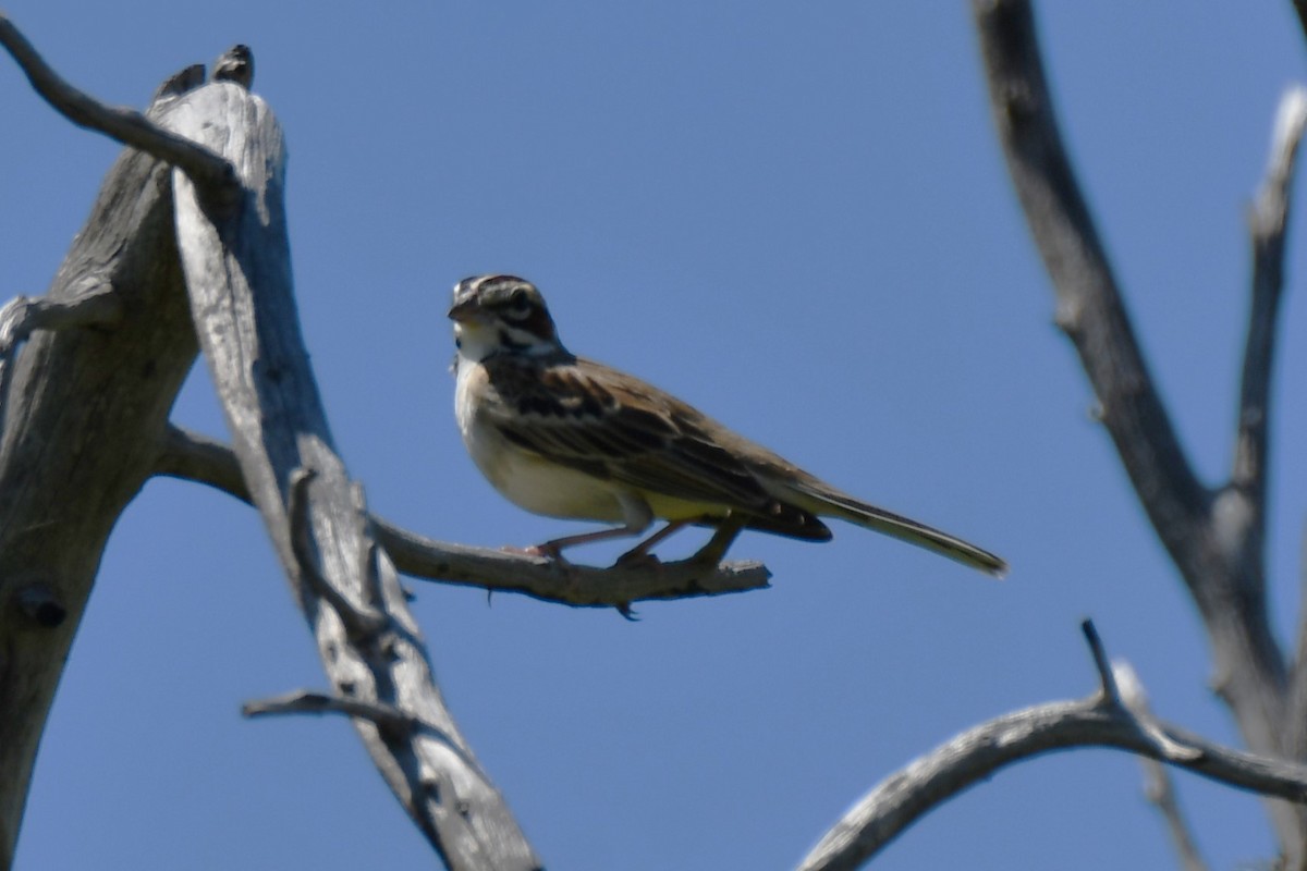 Lark Sparrow - Carmen Ricer