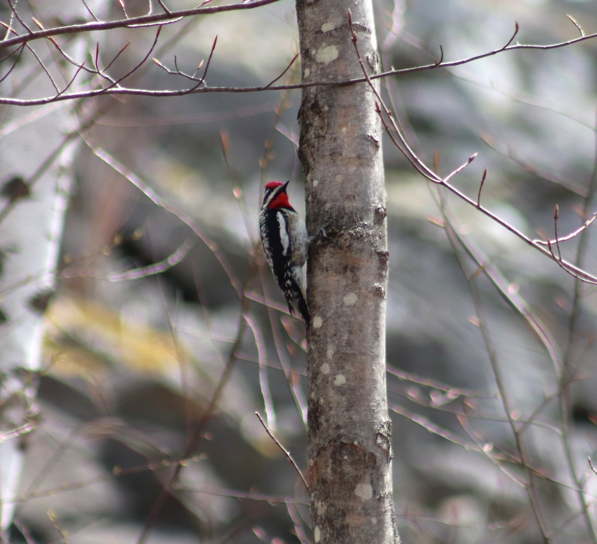 Yellow-bellied Sapsucker - ML618244659