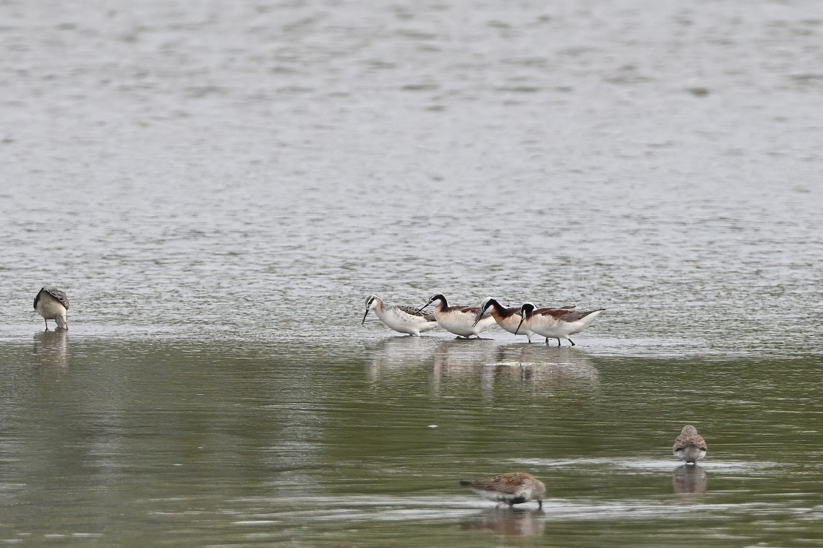 Wilson's Phalarope - ML618244661