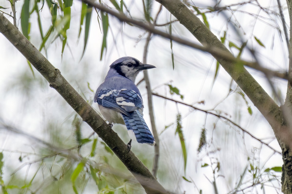 Blue Jay - Dennis Miller