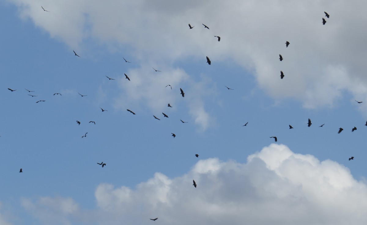 Black Vulture - Scott Schwenk