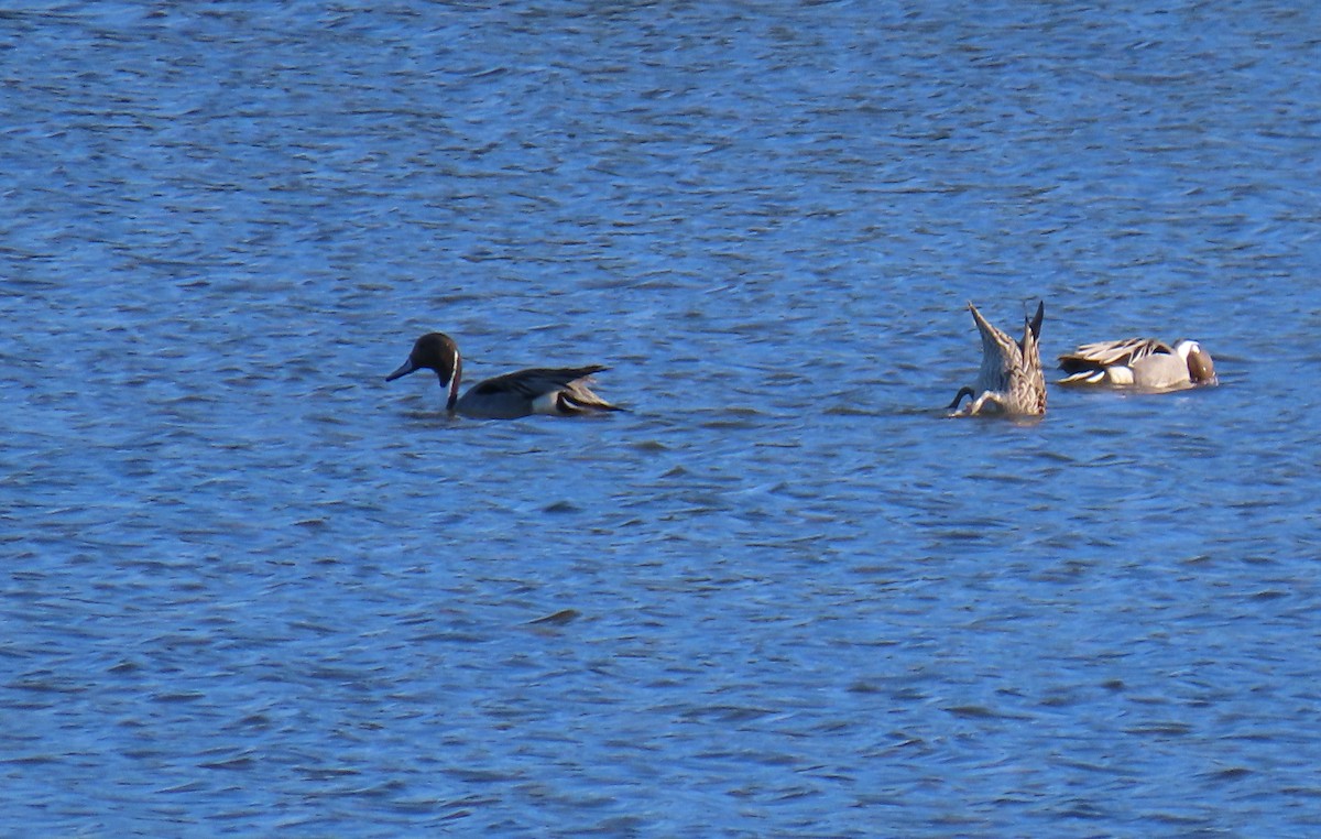 Northern Pintail - Sherry Gray