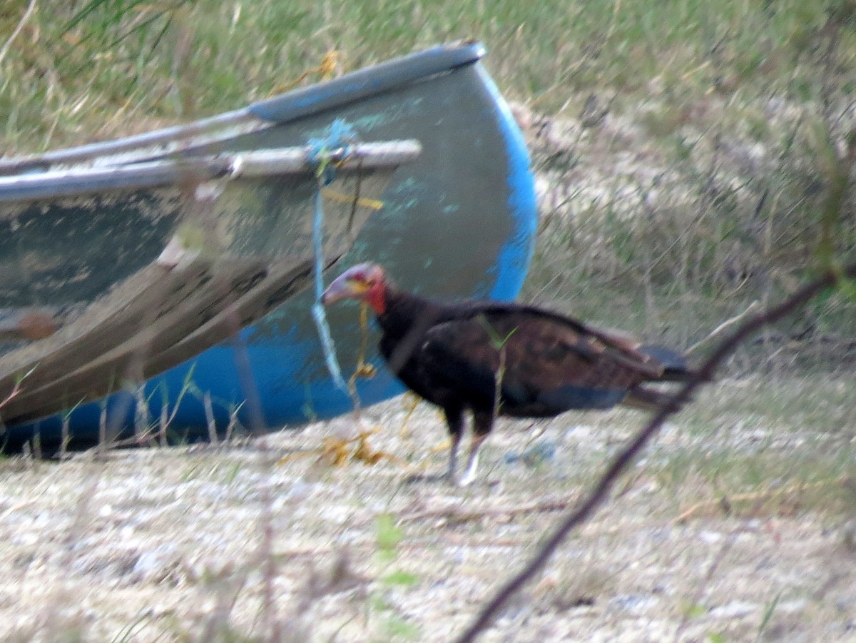 Lesser Yellow-headed Vulture - Scott Schwenk