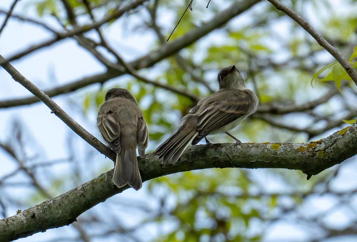 Eastern Phoebe - David Schroeder