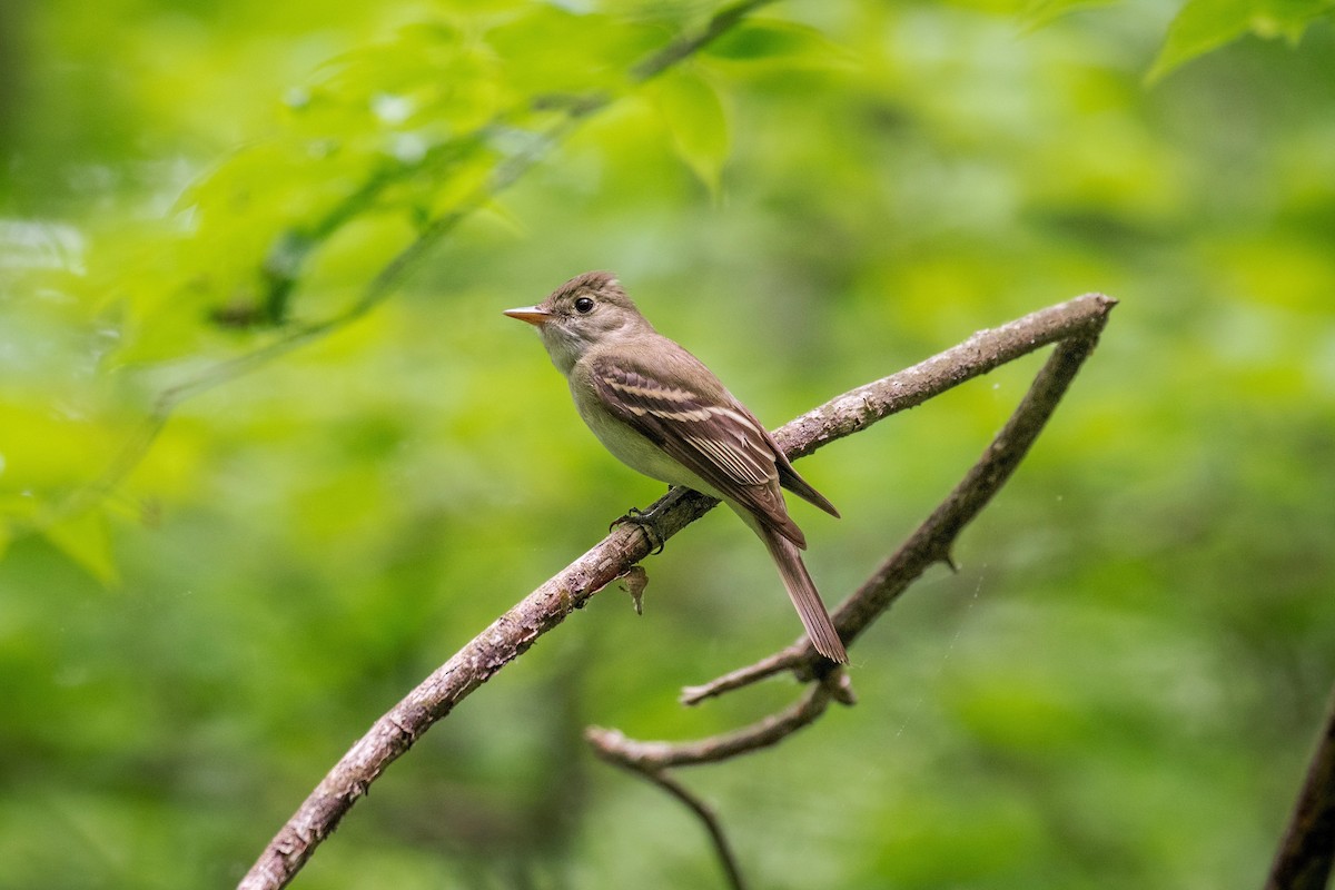 Acadian Flycatcher - Richard Pockat