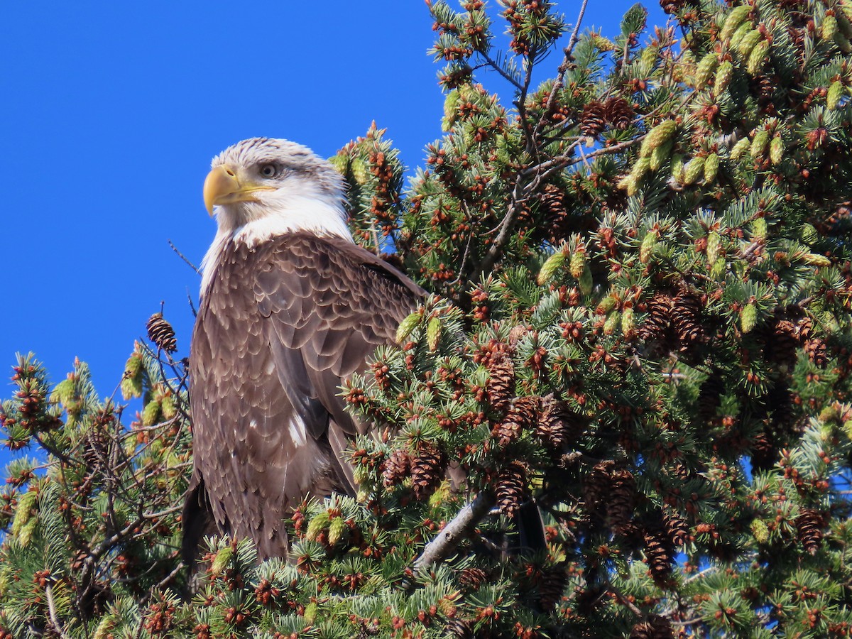 Bald Eagle - ML618244724