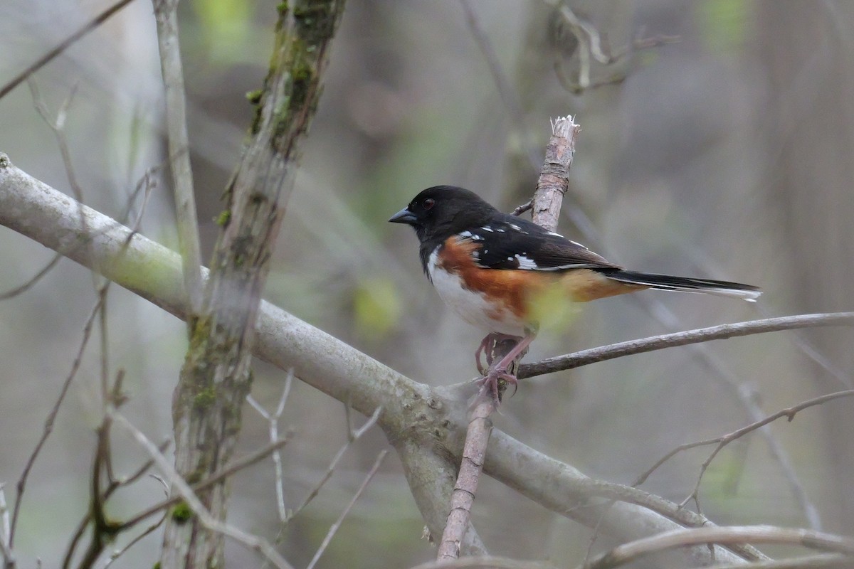 towhee sp. - Russ Smiley