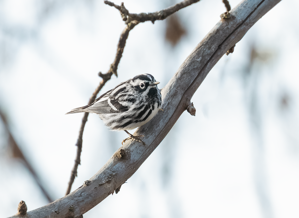 Black-and-white Warbler - Amber Joseph