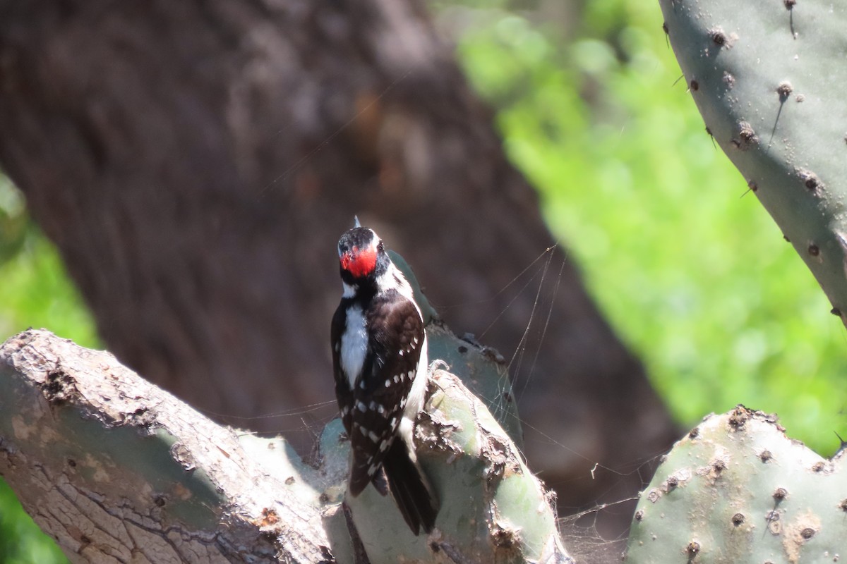 Downy Woodpecker - Becky Turley