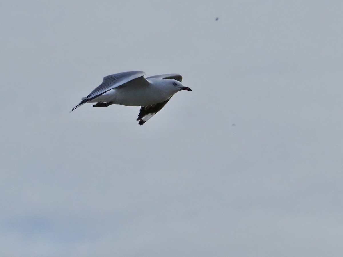 Silver Gull - Deb Corbett