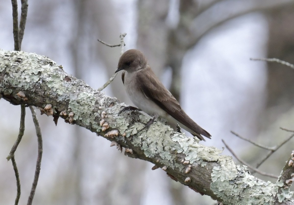 Northern Rough-winged Swallow - ML618244777