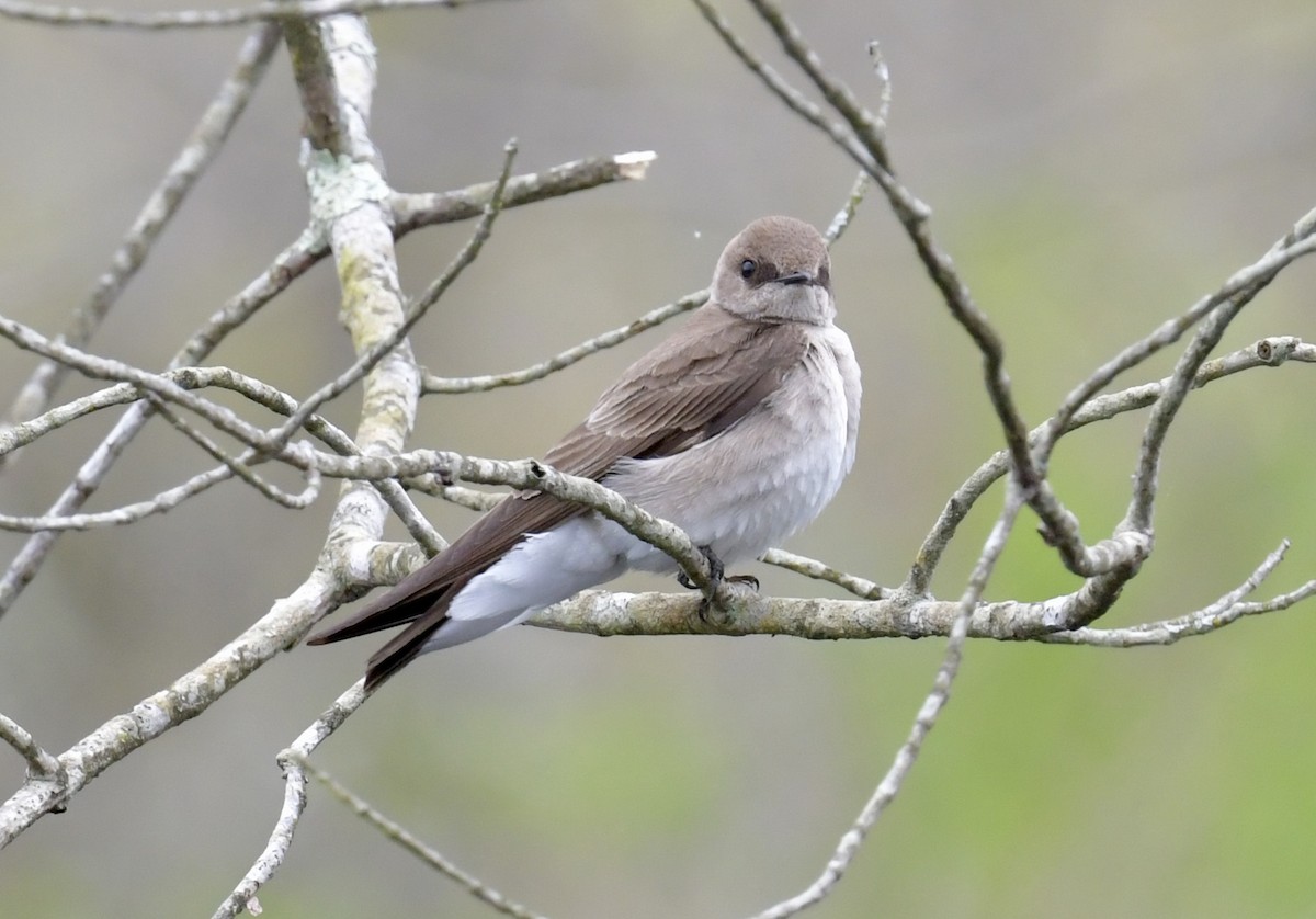 Northern Rough-winged Swallow - ML618244778