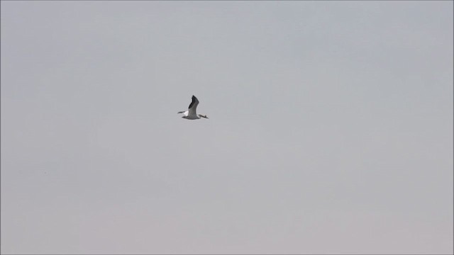 American White Pelican - ML618244805