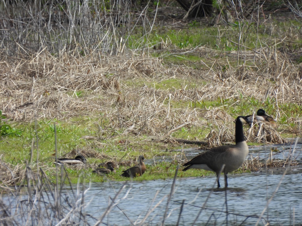 Blue-winged Teal - Levi Hartz