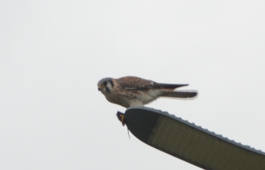 American Kestrel - Sabrina Rendon