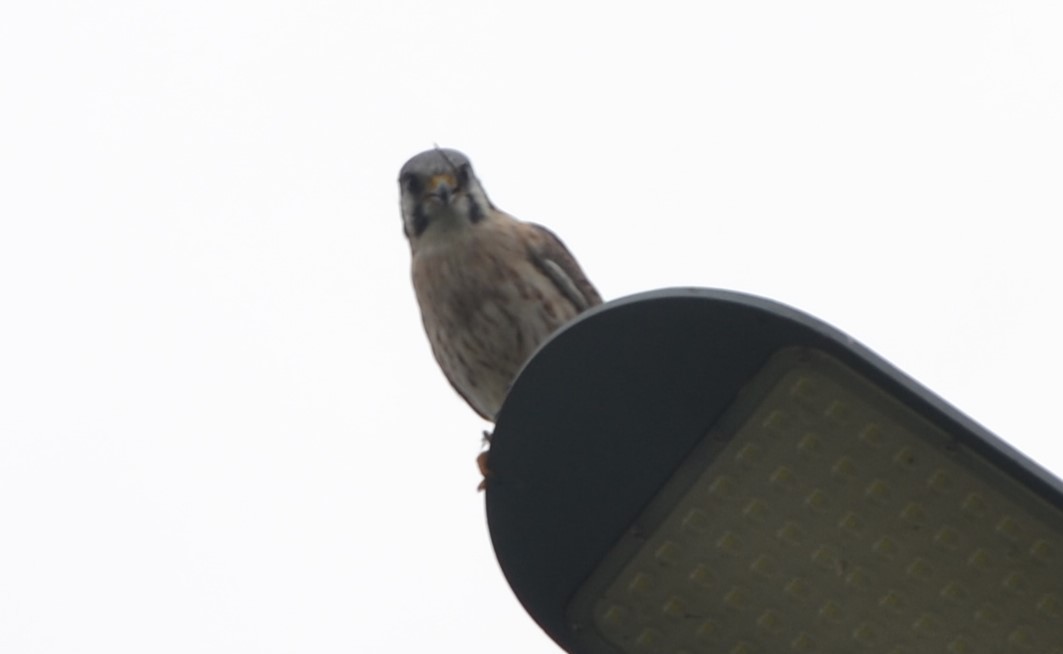 American Kestrel - Sabrina Rendon