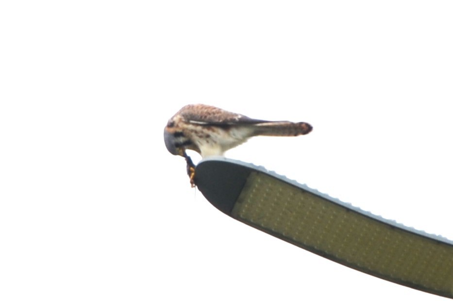 American Kestrel - Sabrina Rendon