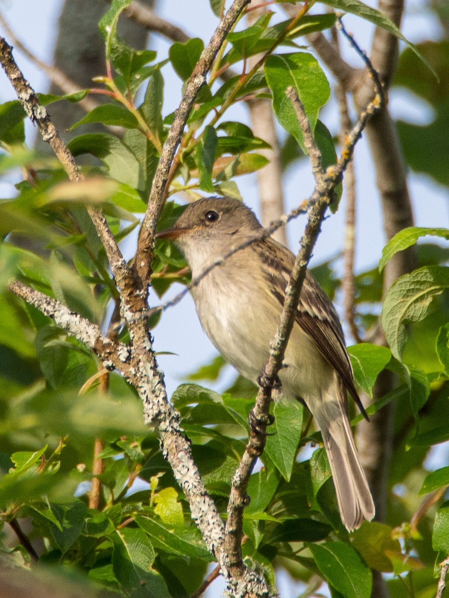 Eastern Wood-Pewee - Darrell Lawson