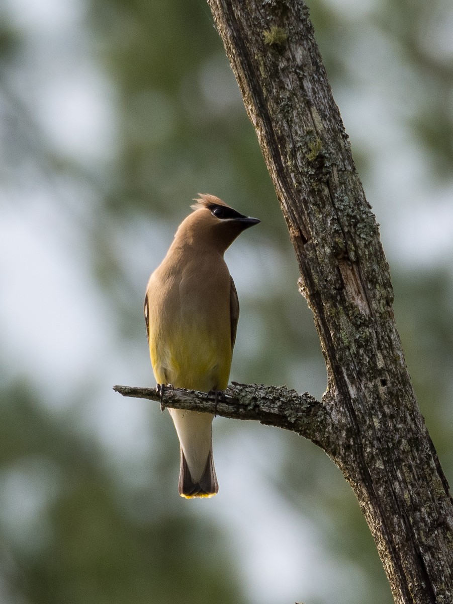 Cedar Waxwing - ML618244880