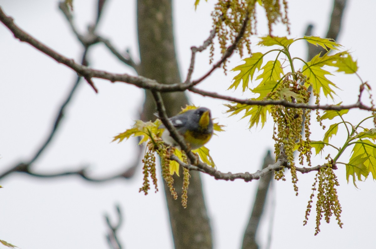 Northern Parula - Alison Robey