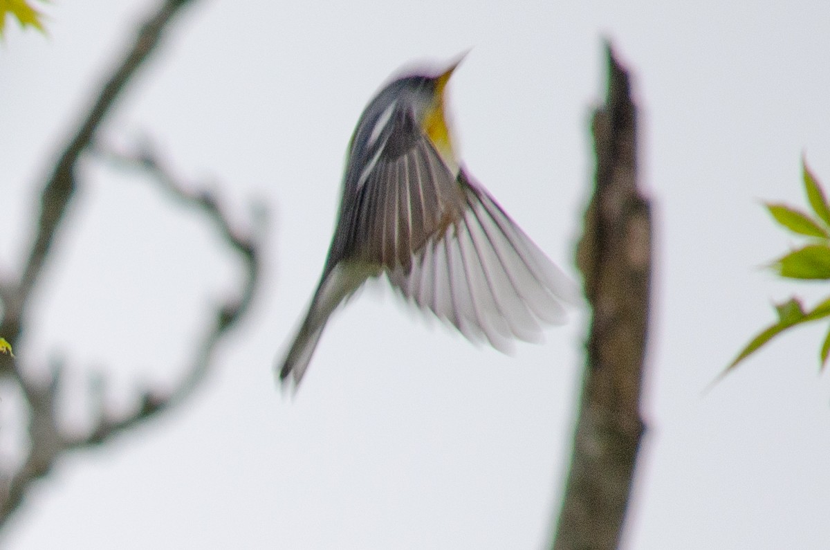 Northern Parula - Alison Robey