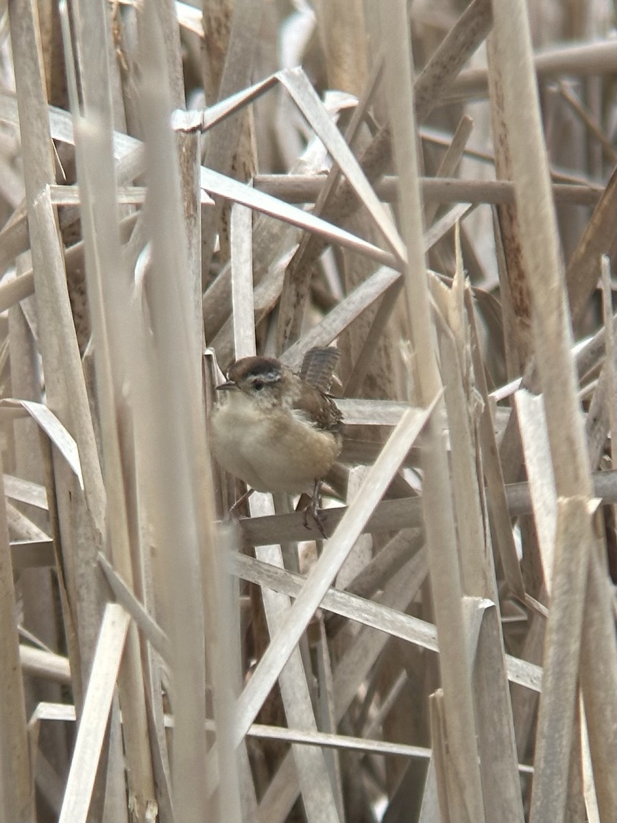 Marsh Wren - Katelyn Davis