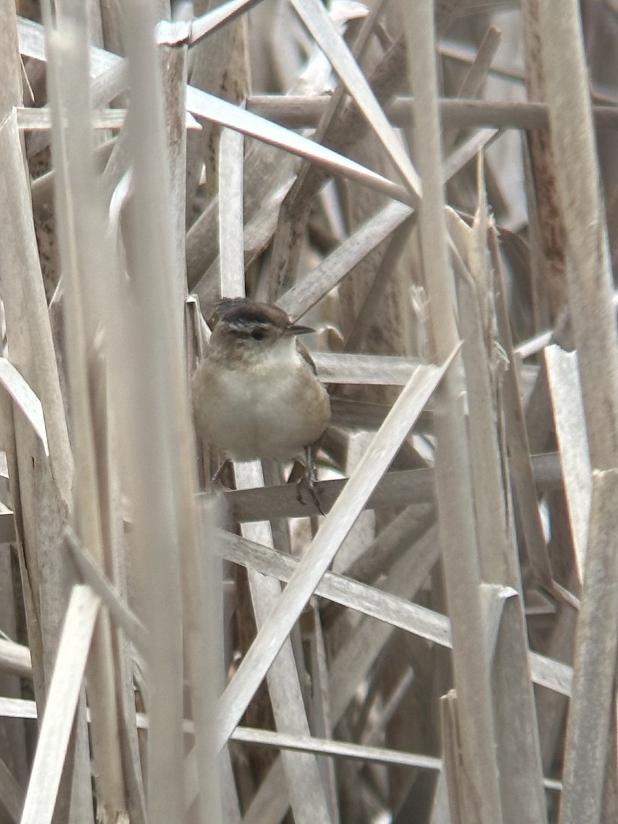 Marsh Wren - Katelyn Davis