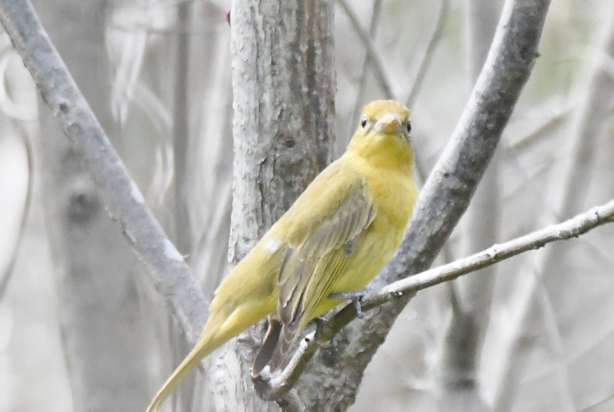 Summer Tanager - ML618244920