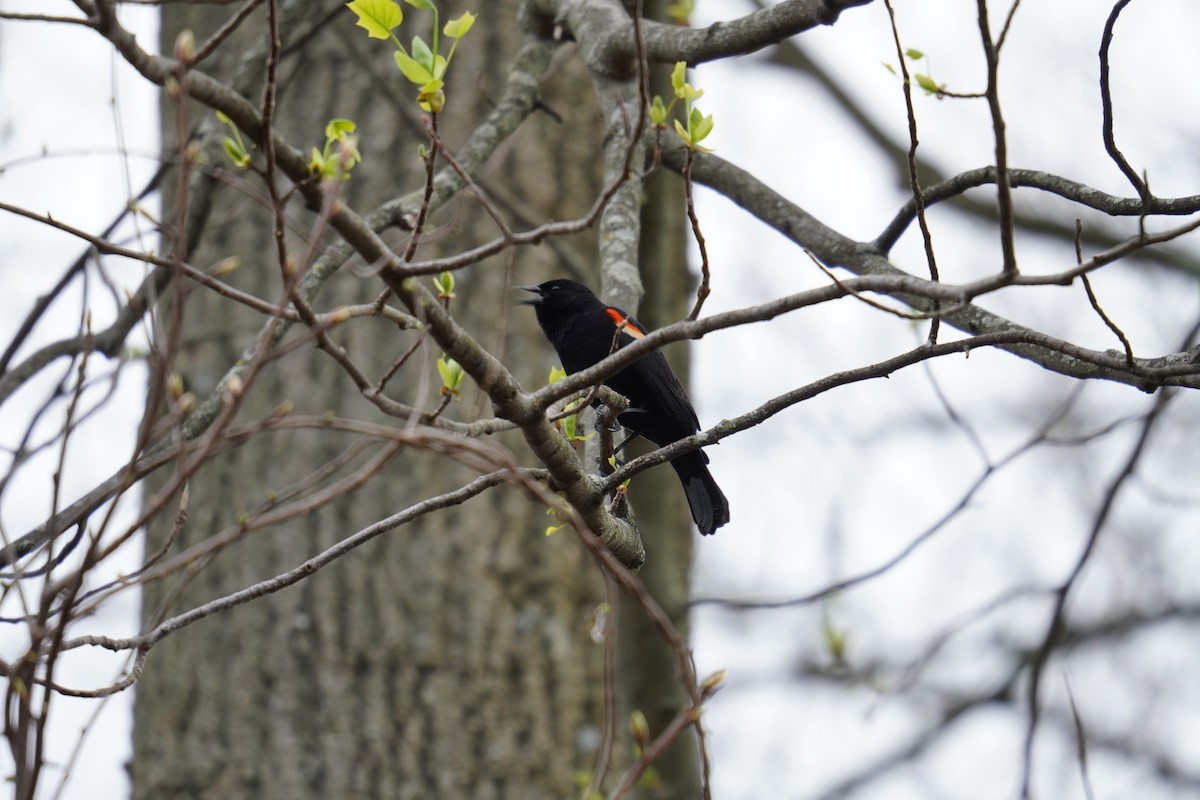 Red-winged Blackbird (Red-winged) - Ethan K