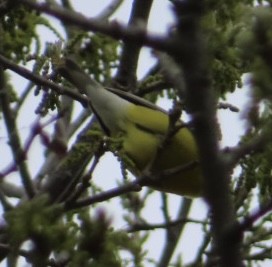 Blue-winged Warbler - Fred Dike