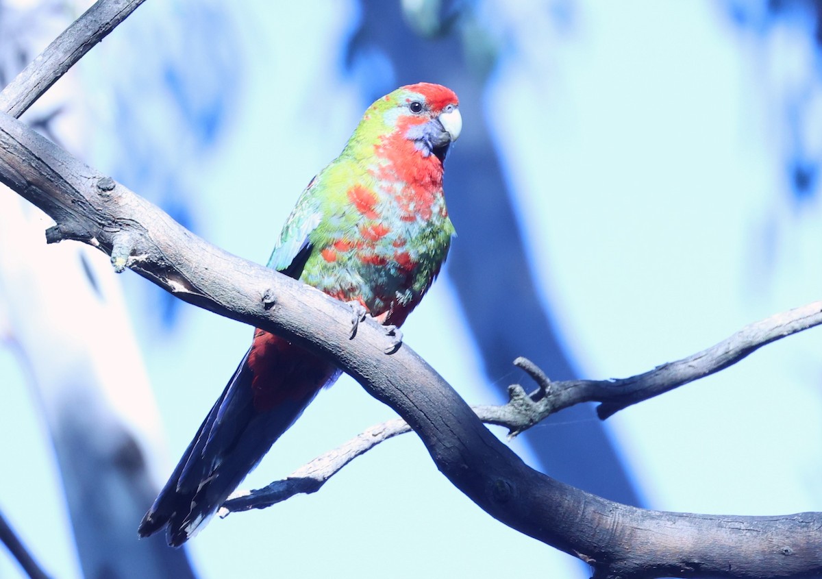 Crimson Rosella - Catarina Gregson