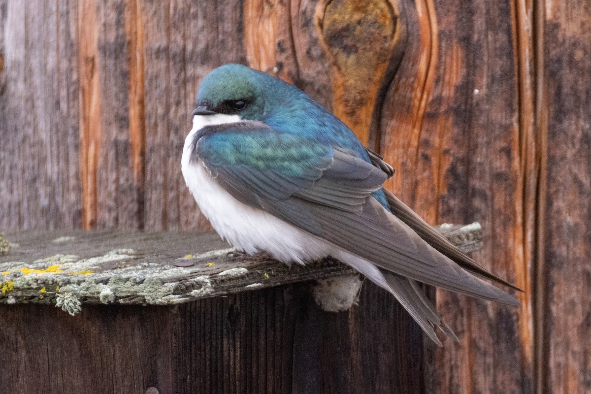 Tree Swallow - ML618244961