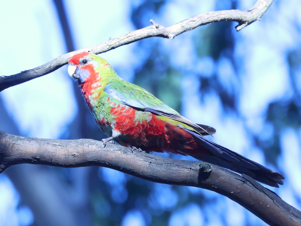 Crimson Rosella - Catarina Gregson