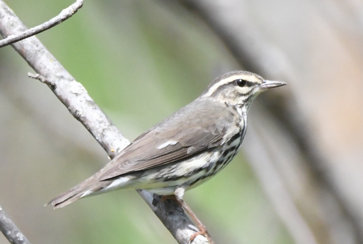 Northern Waterthrush - ML618244963