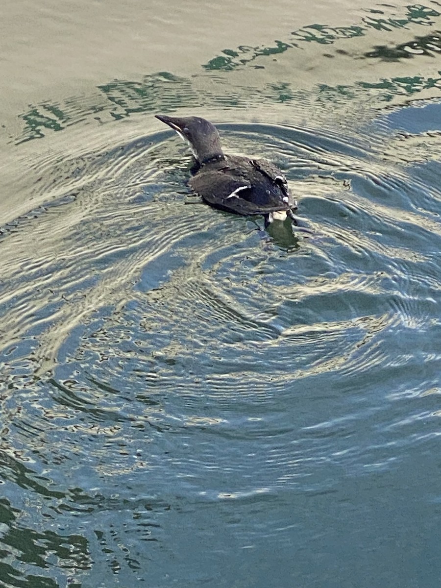 Thick-billed Murre - Pat Palladino