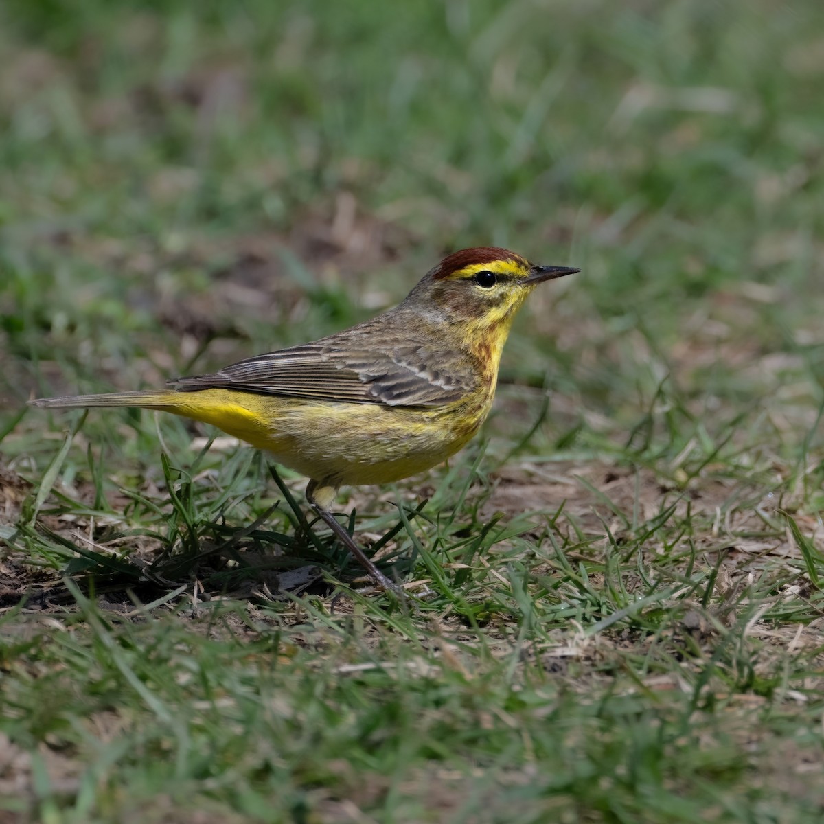 Palm Warbler - Christine Pelletier et (Claude St-Pierre , photos)