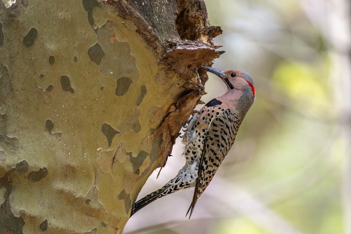 Northern Flicker - ML618244990