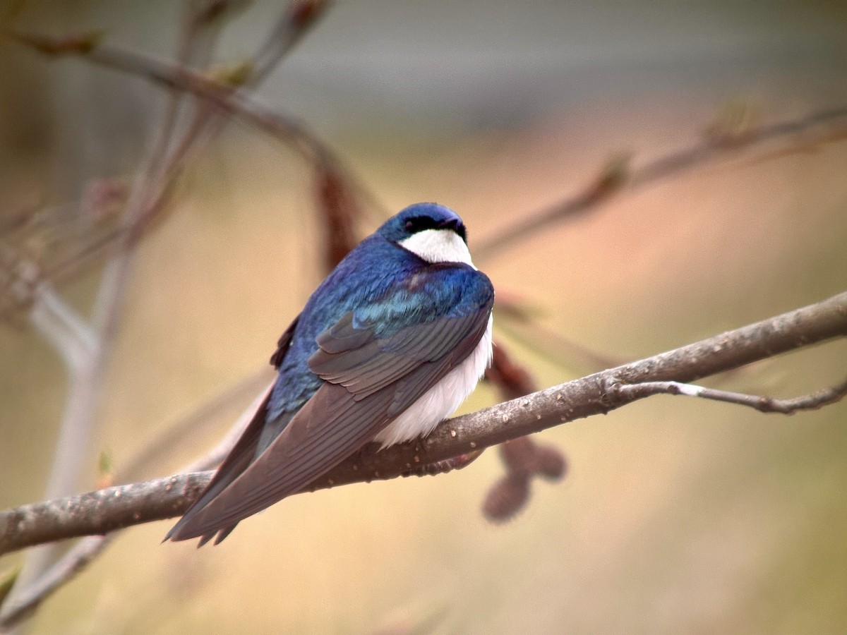 Tree Swallow - ML618244994