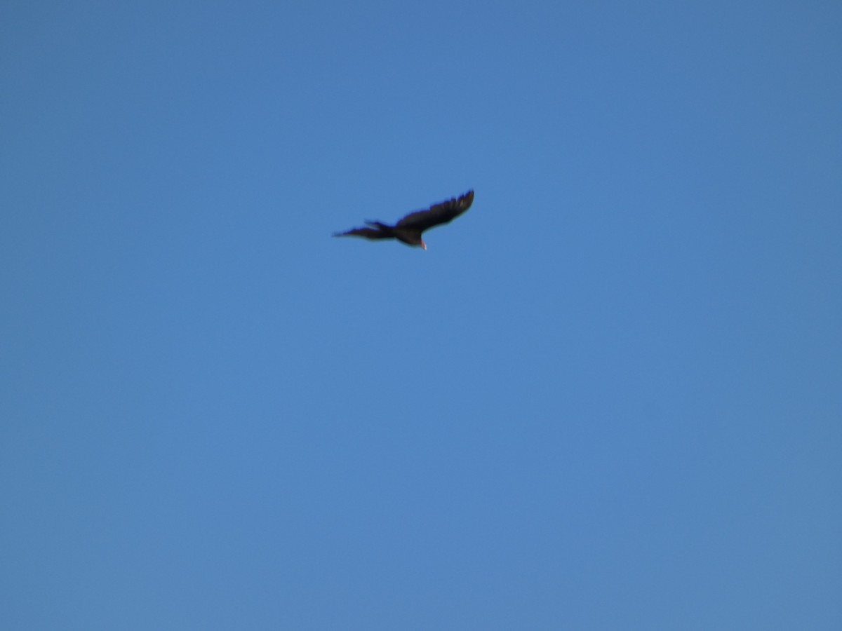 Turkey Vulture - louis fradette