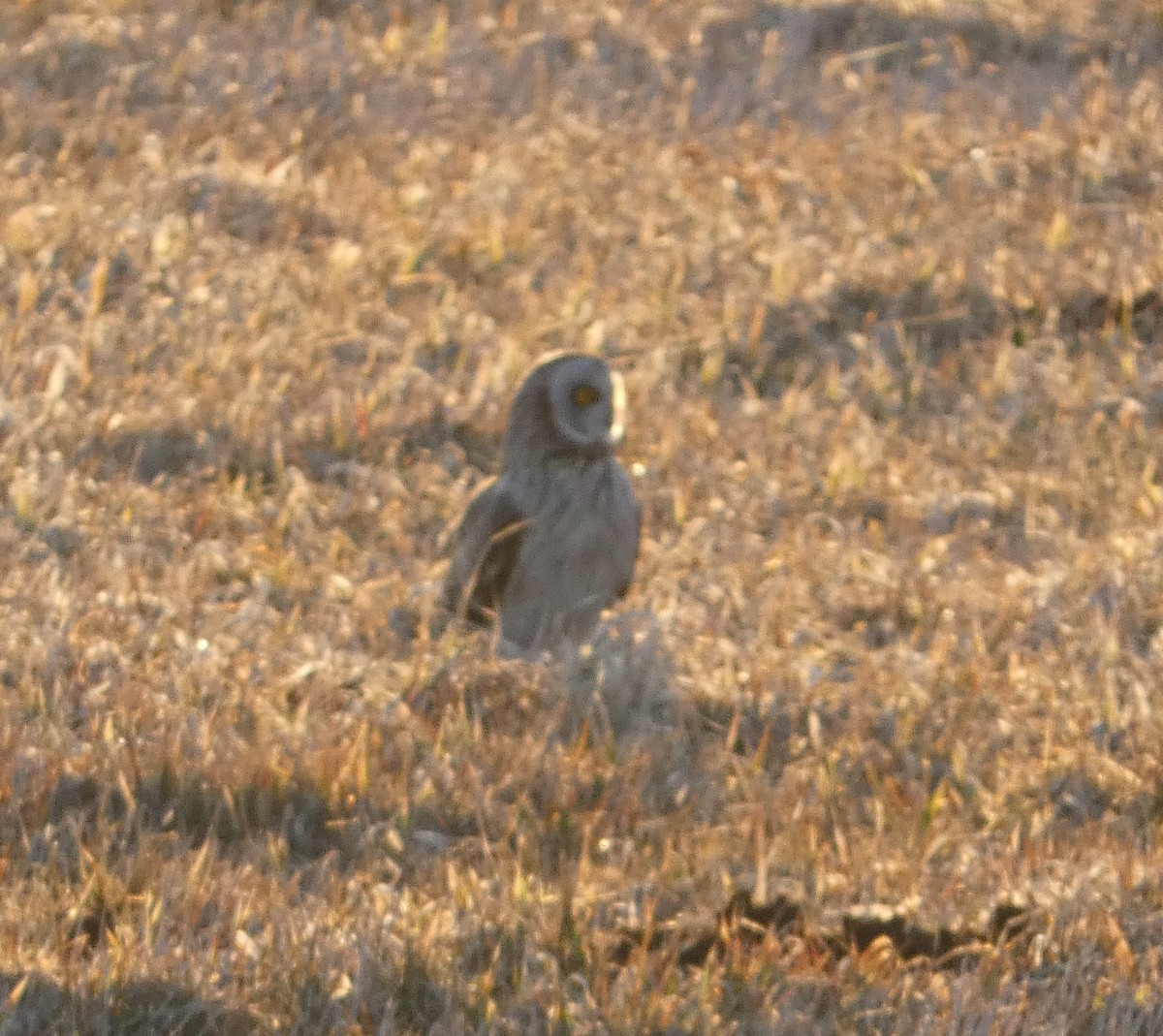 Short-eared Owl - louis fradette