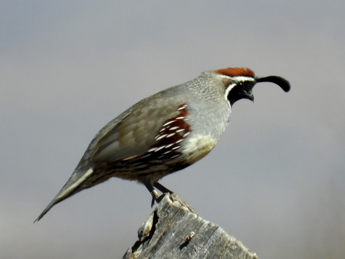 Gambel's Quail - Ted Hogg