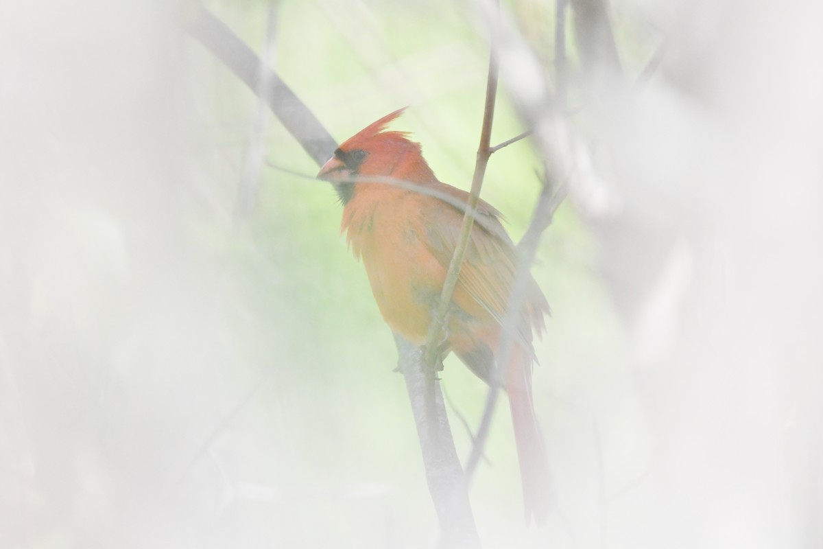 Northern Cardinal - ML618245073