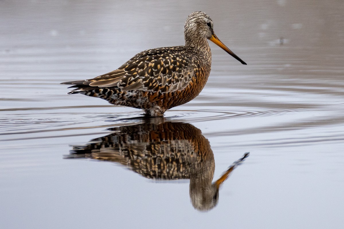 Hudsonian Godwit - Rick Hughes