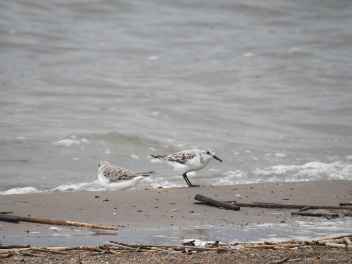 Sanderling - Nate Adams and Joey Danielsen Adams