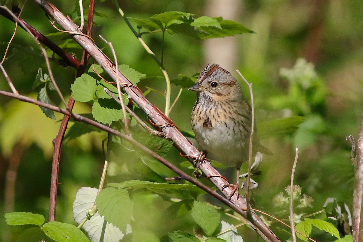 Lincoln's Sparrow - Michael O'Brien