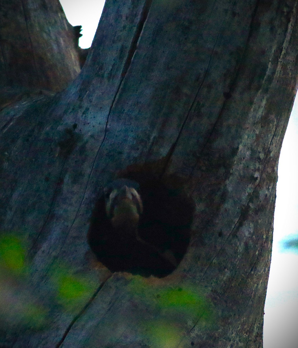 Pileated Woodpecker - Vicky Burke